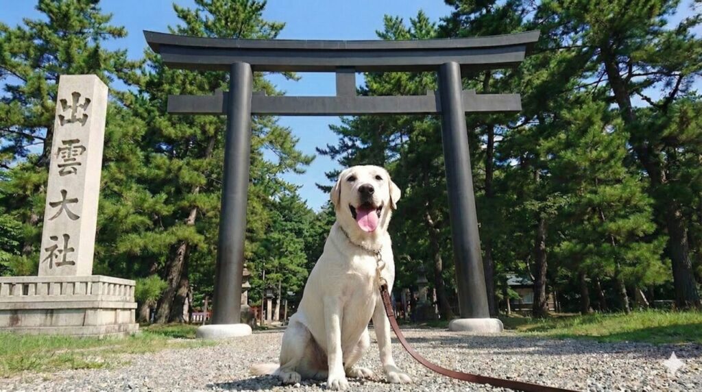 出雲大社は犬連れ参拝できる？実体験からわかった「OKな人・やめた方がいい人」