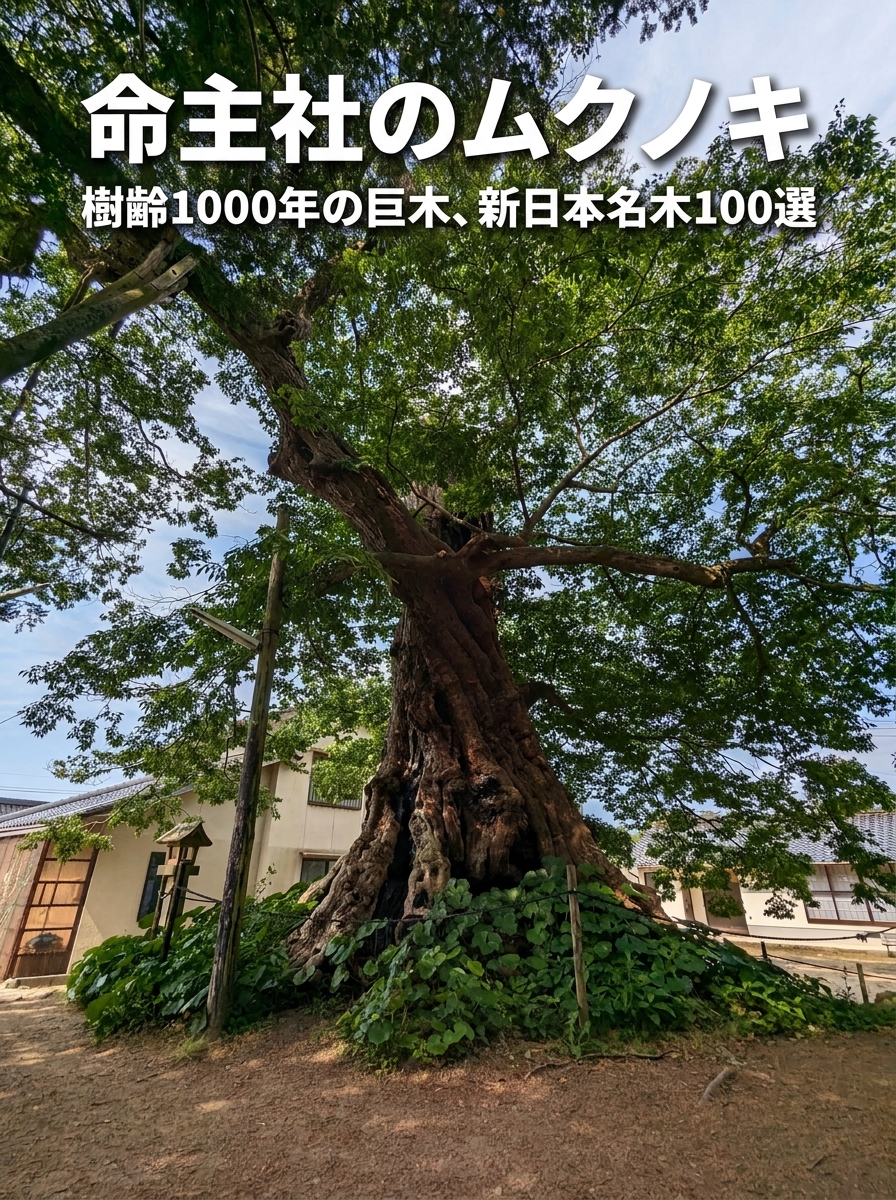 命主社のムクノキ