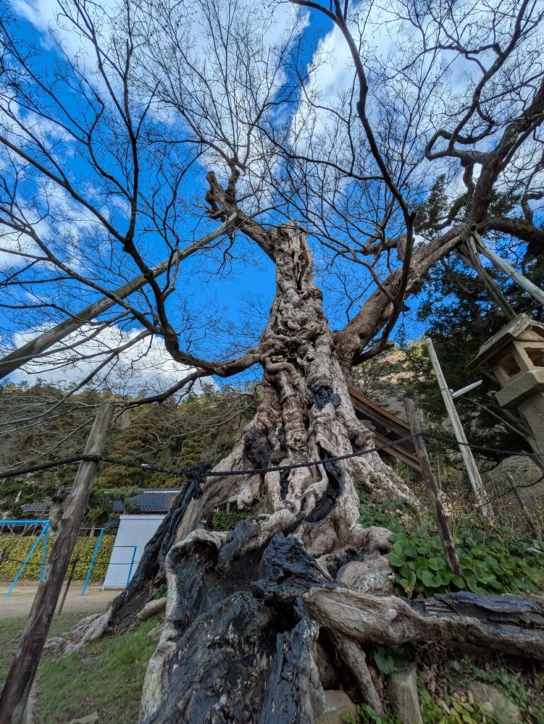命主社のムクノキ