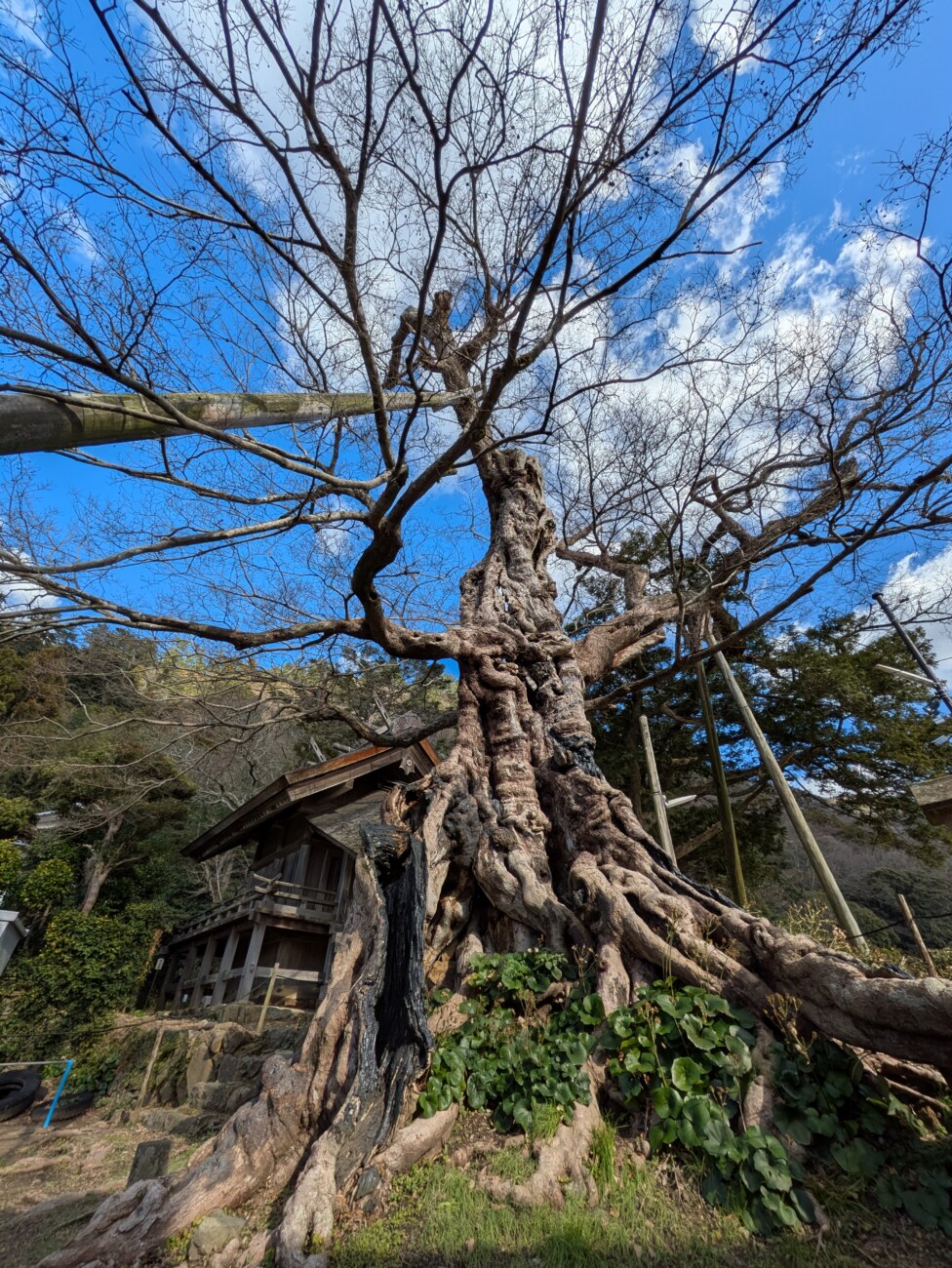 命主社のムクノキ