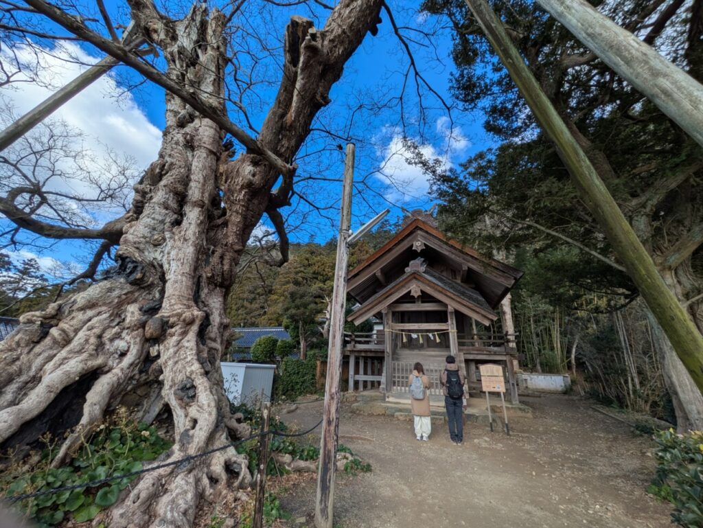 命主社　本殿　ムクノキ