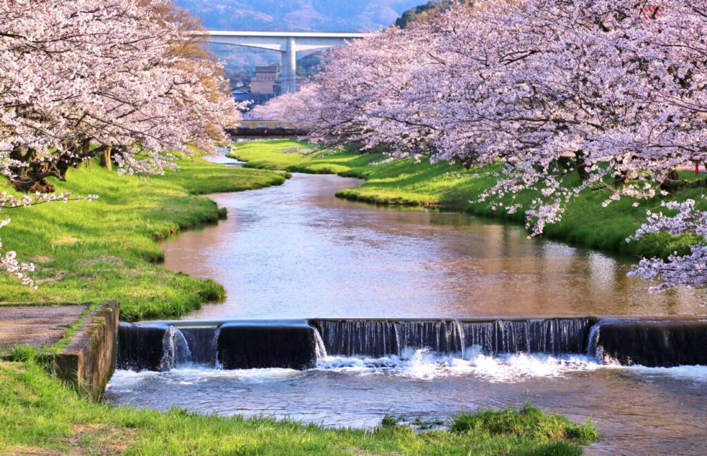玉造温泉　春　桜