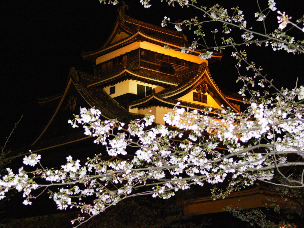 松江城 夜桜