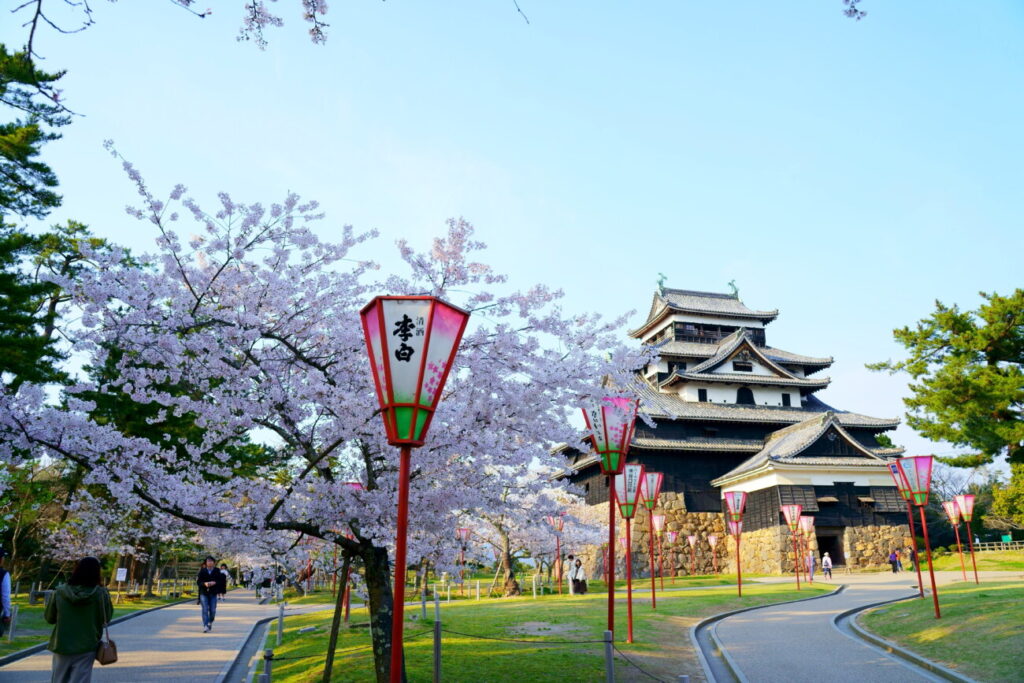 松江城 春 桜