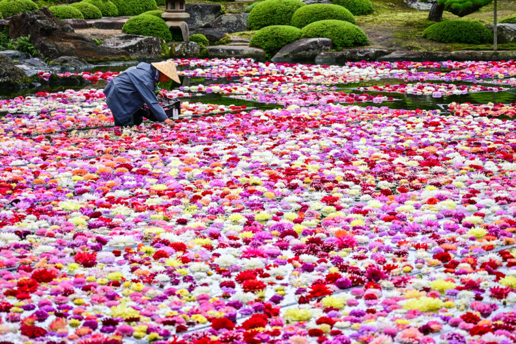 由志園　庭園　池泉牡丹