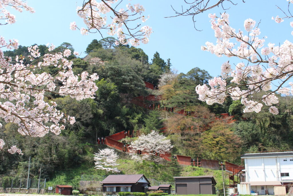 太皷谷稲成神社　春　桜