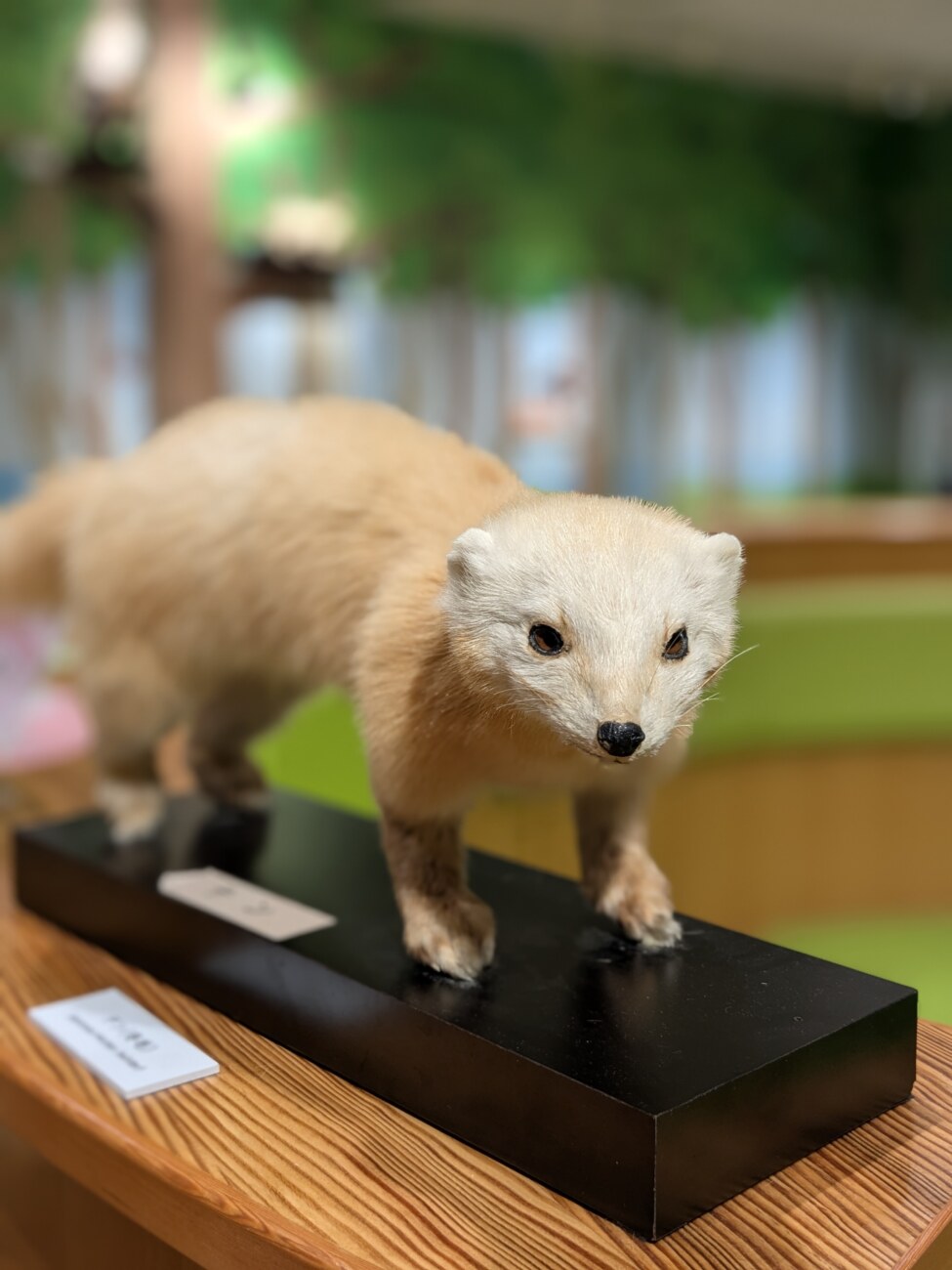 三瓶自然館サヒメルの体験コーナーにある動物の剥製展示