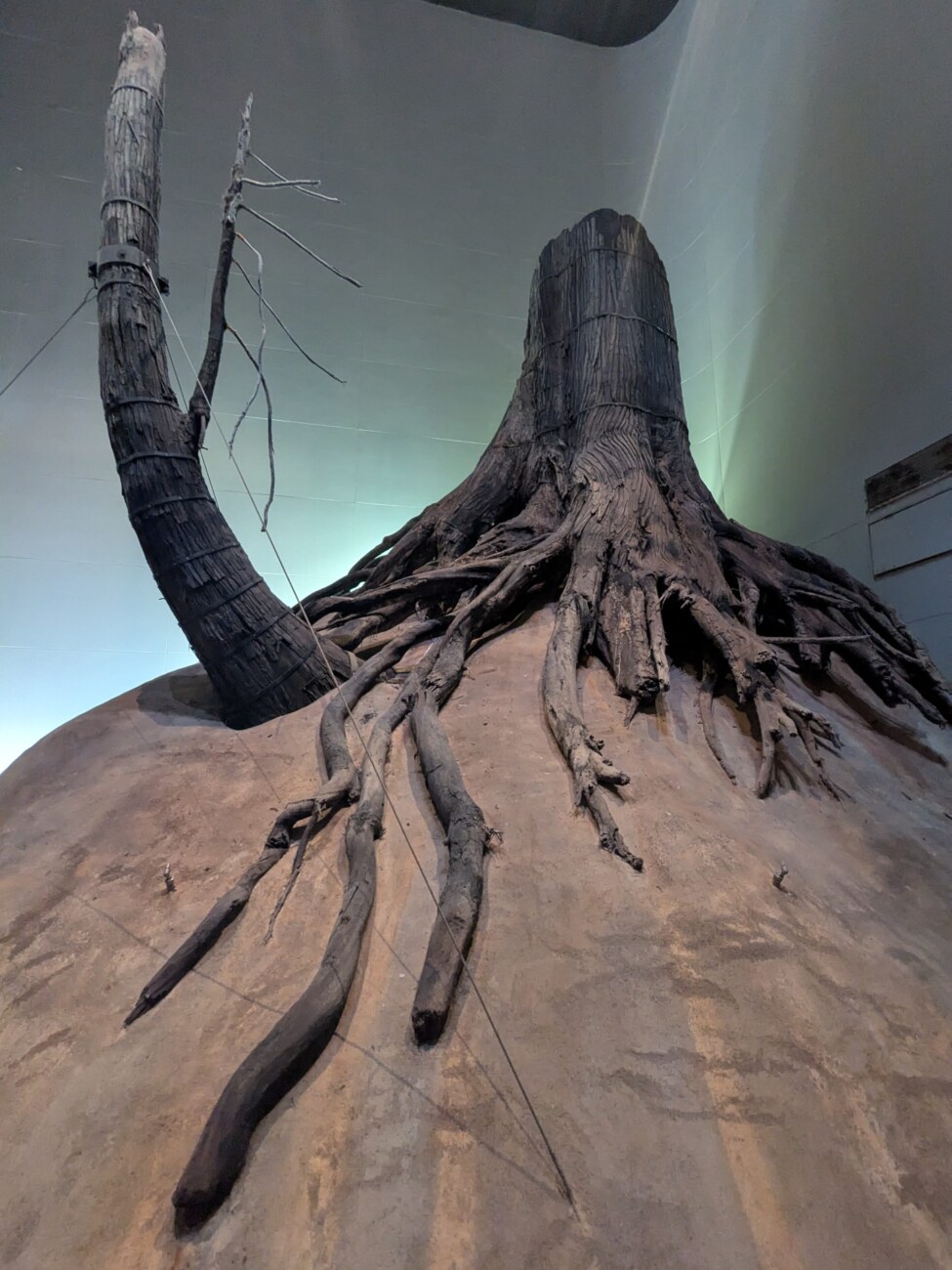 三瓶自然館サヒメルの縄文杉埋没林の展示