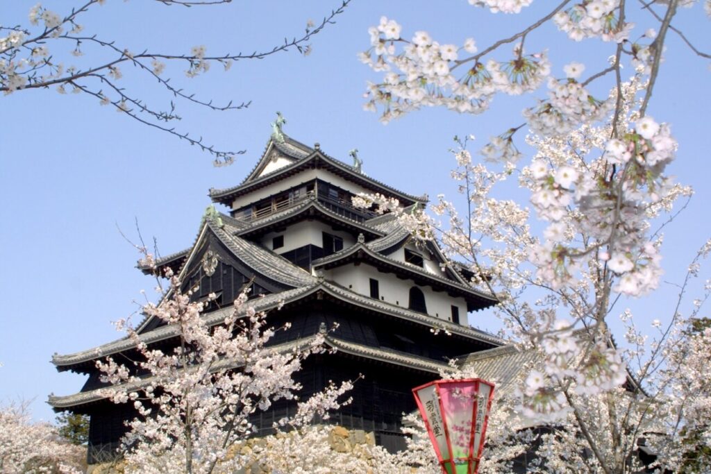 松江城 春 桜