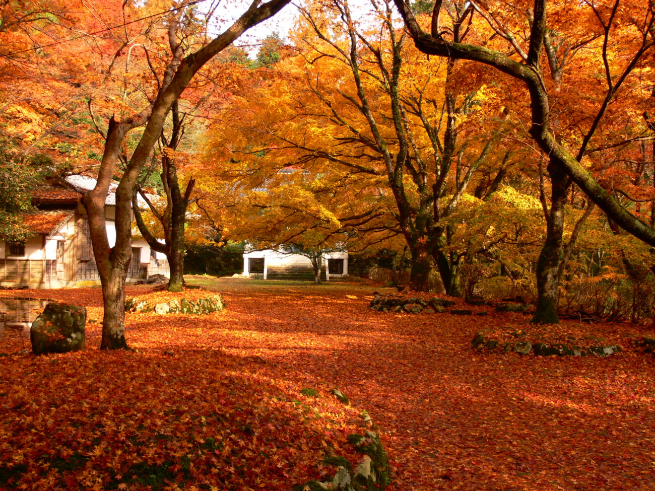 鰐淵寺の紅葉