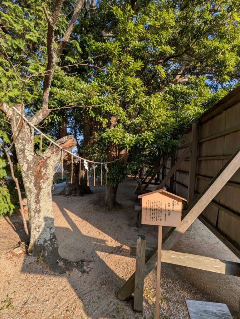 万九千神社の神木 木俣さん